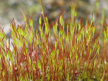 Young sporophytes of the common moss Tortula muralis. In mosses, the gametophyte is the dominant generation, while the sporophytes consist of sporangium-bearing stalks growing from the tips of the gametophytes
